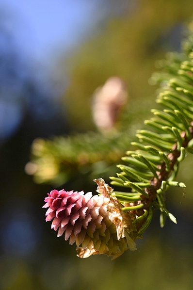 Gran, Picea abies