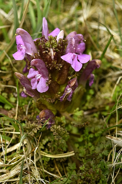 Granspira, Pedicularis sylvatica