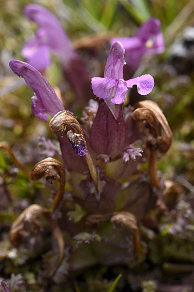 Granspira, Pedicularis sylvatica