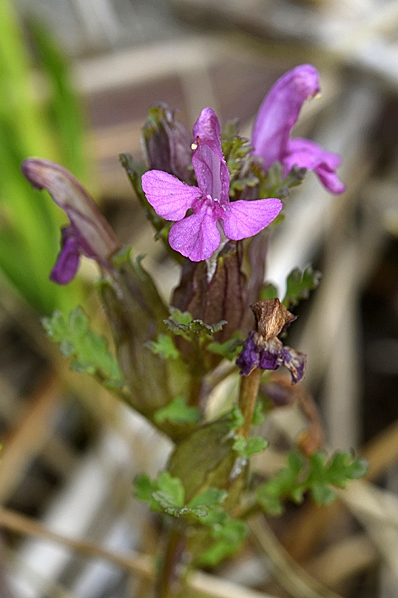 Granspira, Pedicularis sylvatica