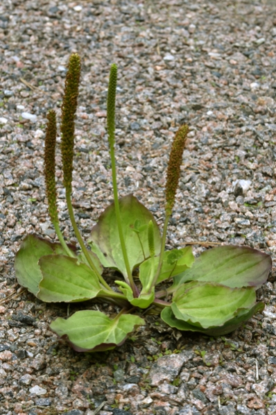 Groblad, Plantago major