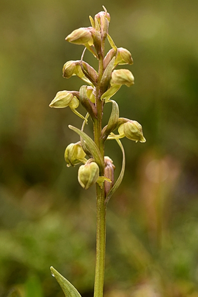 Grönkulla, Coeloglossum viride