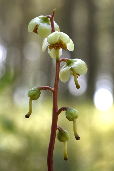 Grönpyrola, Pyrola chlorantha