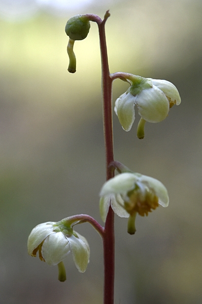 Grönpyrola, Pyrola chlorantha