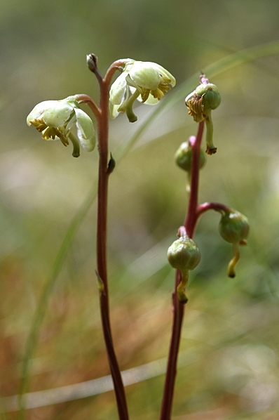 Grönpyrola, Pyrola chlorantha