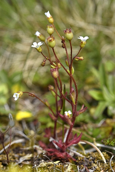 Grusbräcka, Saxifraga tridactylites