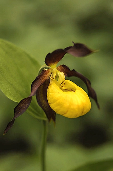 Guckusko, Cypripedium calceolus