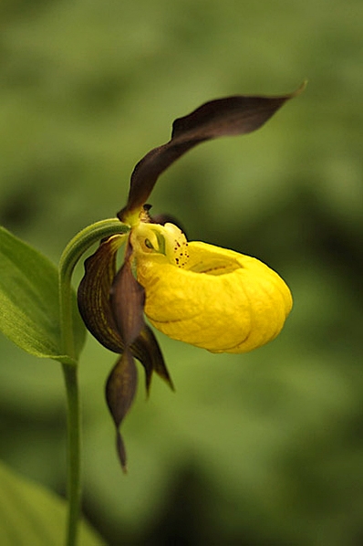 Guckusko, Cypripedium calceolus
