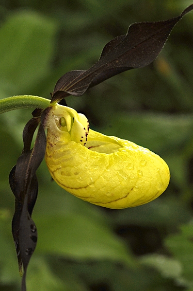 Guckusko, Cypripedium calceolus