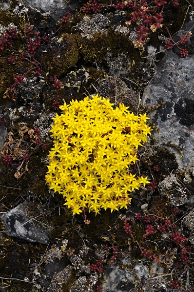 Gul fetknopp, Sedum acre