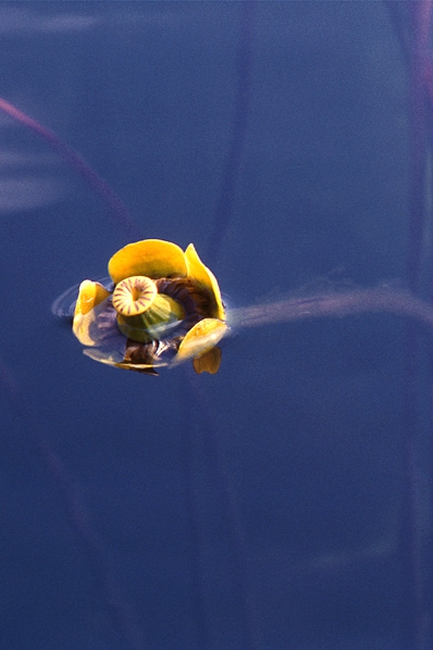 Gul näckros, Nuphar lutea