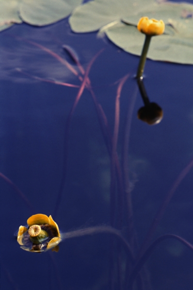 Gul näckros, Nuphar lutea