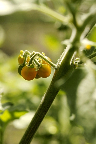 Gul nattskatta, Solanum villosum