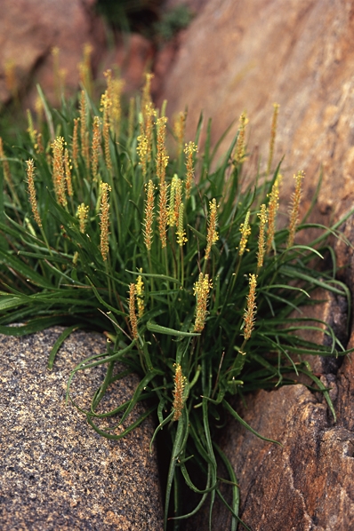 Gulkämpar, Plantago maritima ssp. maritima