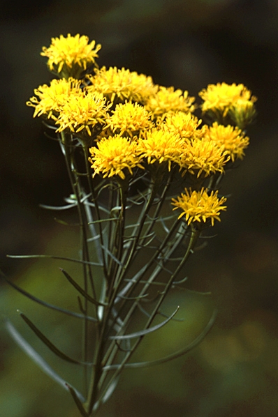 Gullborste, Crinitaria linosyris