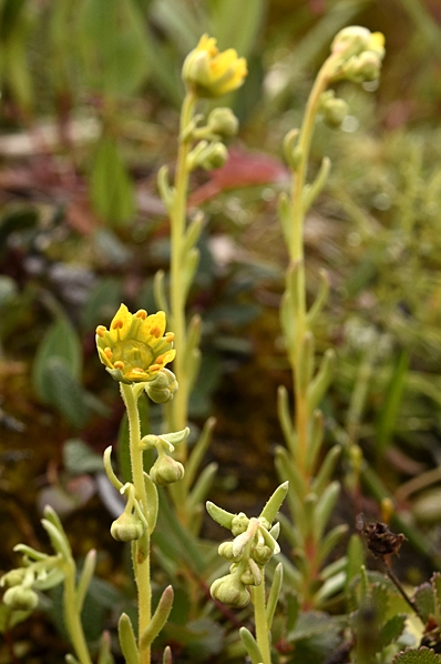 Gullbräcka, Saxifraga aizoides