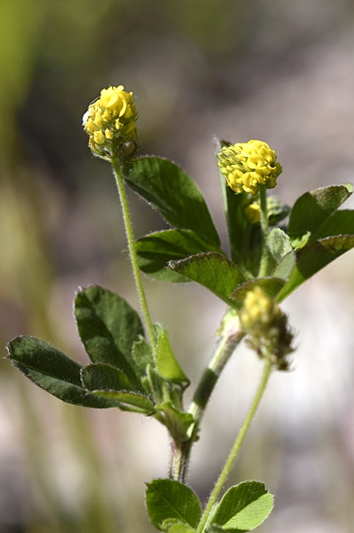 Gullklöver, Trifolium aureum