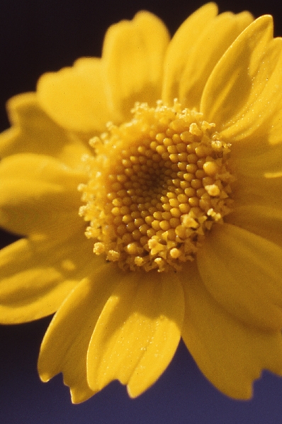 Gullkrage, Glebionis segetum