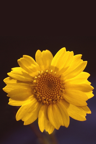 Gullkrage, Glebionis segetum