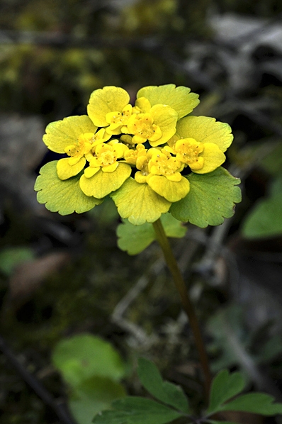 Gullpudra, Chrysosplenium alternifolium