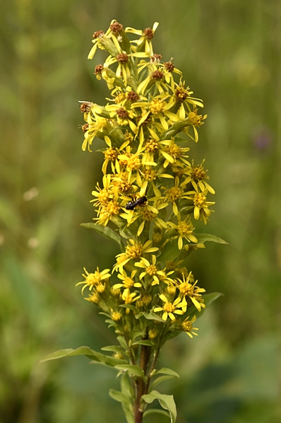 Gullris, Solidago virgaurea