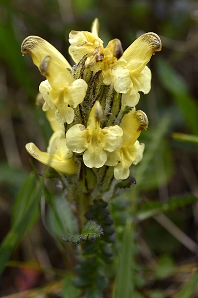 Gullspira, Pedicularis oederi