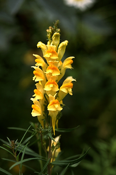 Gulsporre, Linaria vulgaris
