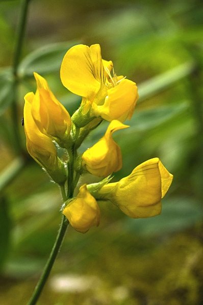 Gulvial, Lathyrus pratensis