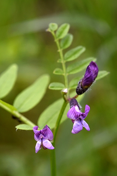 Häckvicker, Vicia sepium