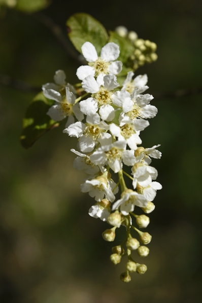 Hägg, Prunus padus
