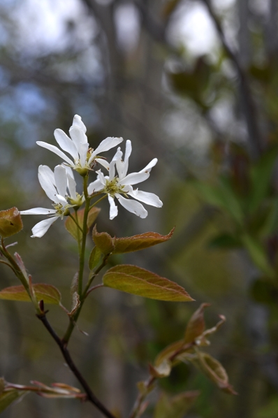 Häggmispel, Amelanchier spicata