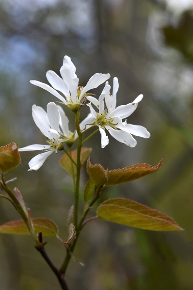 Häggmispel, Amelanchier spicata