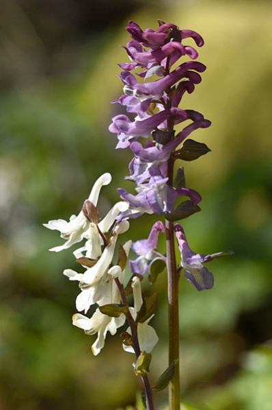 Hålnunneört, Corydalis cava, nunneört