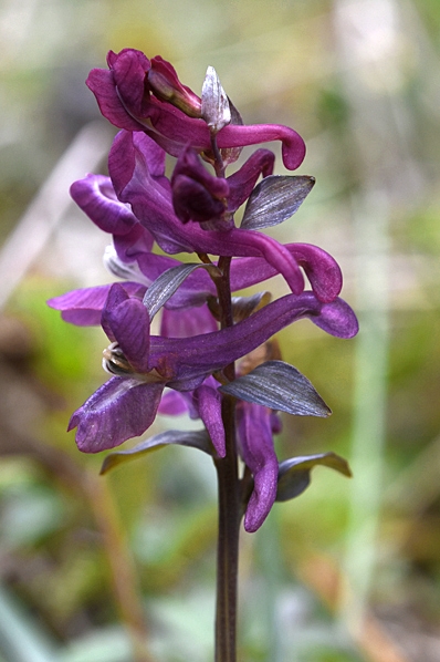 Hålnunneört, Corydalis cava, nunneört