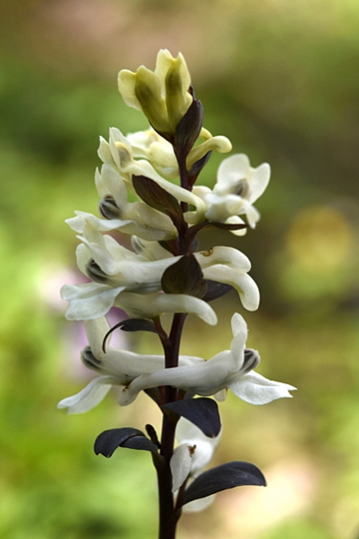 Hålnunneört, Corydalis cava, nunneört