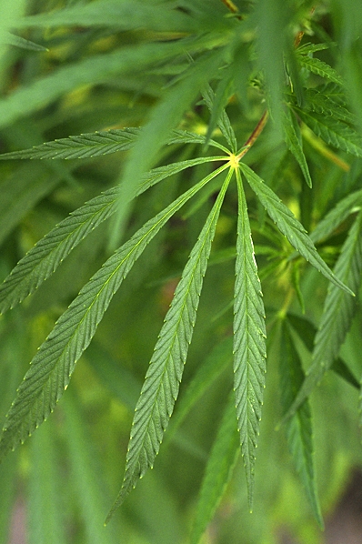 Hampa, Cannabis sativa