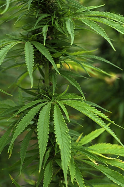 Hampa, Cannabis sativa
