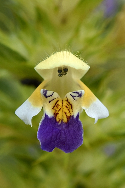 Hampdån, Galeopsis speciosa