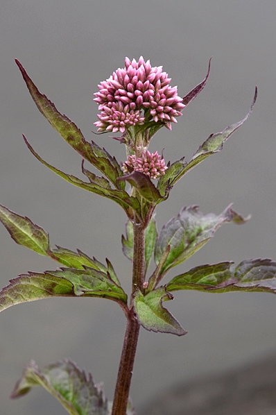 Hampflockel, Eupatorium cannabinum
