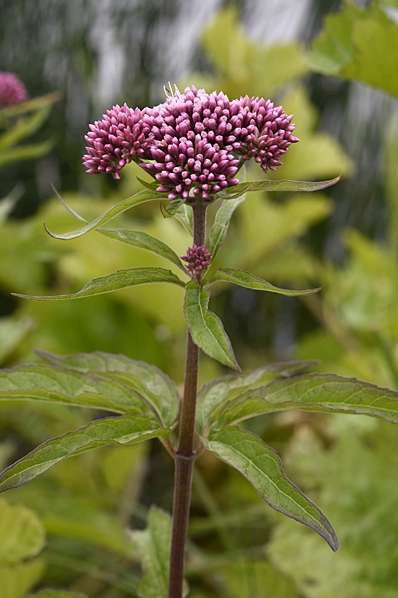 Hampflockel, Eupatorium cannabinum