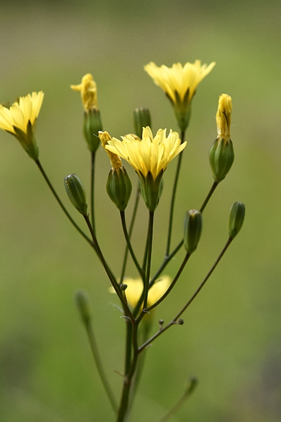 Harkål, Lapsana communis