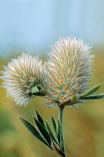Harklöver, Trifolium arvense