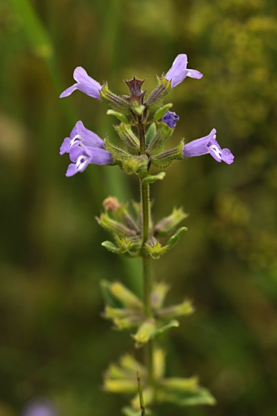 Harmynta, Satureja acinos, Clinopodium acinos