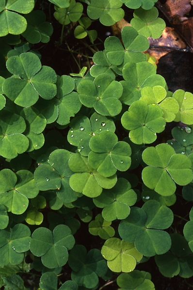 Harsyra, Oxalis acetosella