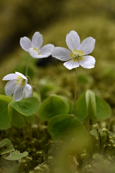 Harsyra, Oxalis acetosella