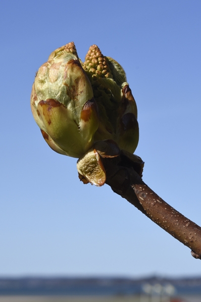 Hästkastanj i knopp, Aesculus hippocastanum