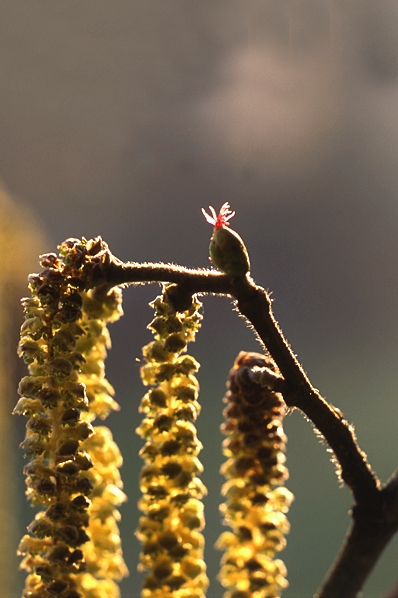 Hassel, Corylus avellana