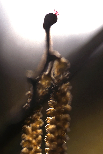 Hassel, Corylus avellana