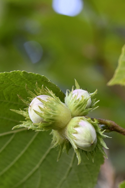Hassel, Corylus avellana