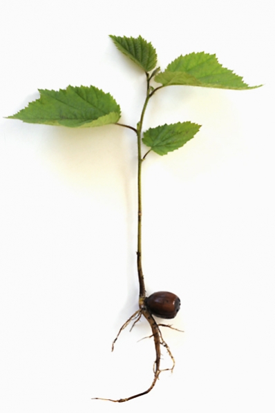 Hassel, Corylus avellana